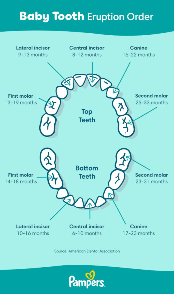 baby tooth eruption order